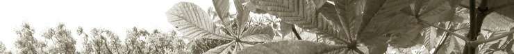 Black and white leaves